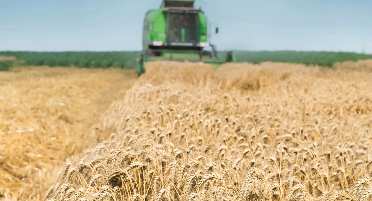  USDA підвищило прогноз урожаю пшениці в Україні до 26 млн тонн, але знизило прогноз експорту 