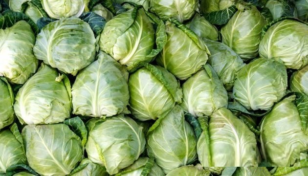  В Україні дешевшає рання капуста 