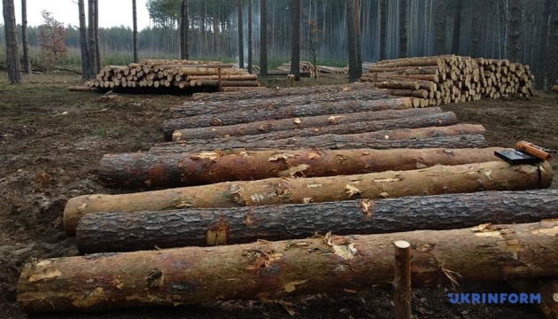  «Ліси України» заперечують причетність до схеми із заниження вартості експортної деревини 