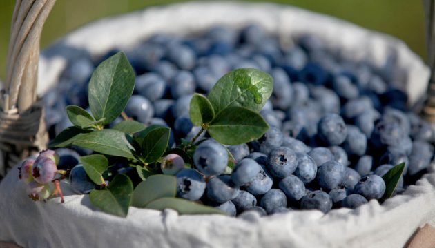 В Україні лохина подешевшала у середньому на 20% - EastFruit 