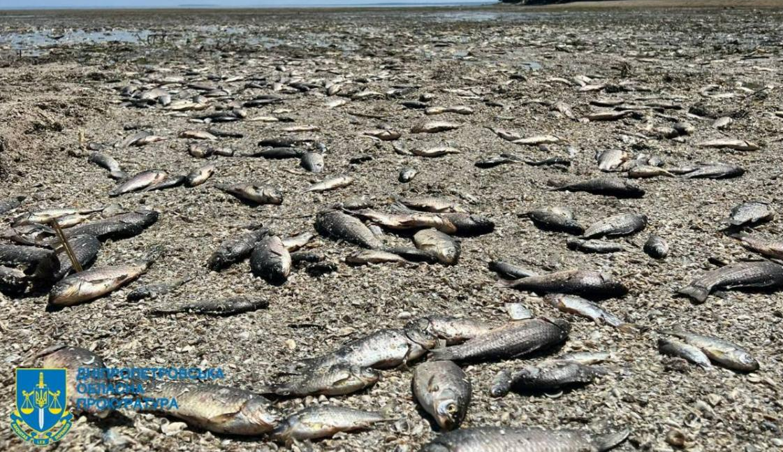  Такого мору риби не бачили ніколи: жахливі наслідки підриву ГЕС 