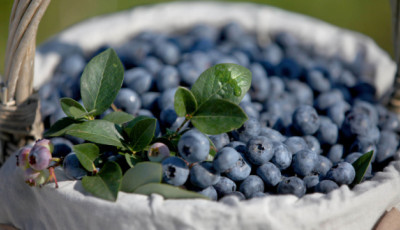 В Україні лохина подешевшала у середньому на 20% - EastFruit