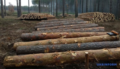 «Ліси України» заперечують причетність до схеми із заниження вартості експортної деревини