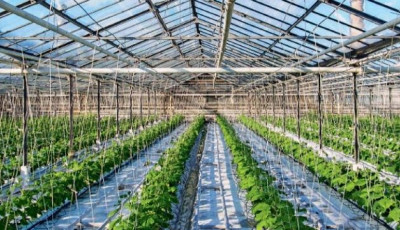 На Миколаївщині активно розбудовують тепличне господарство