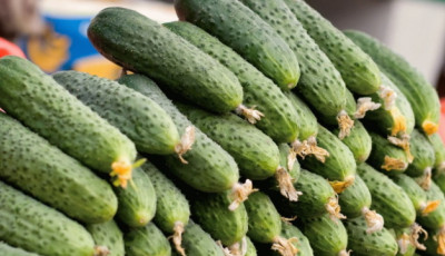 Тепличні комбінати України розпочали продаж огірків нового врожаю