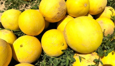 Дині в Україні за тиждень подорожчали на 37%
