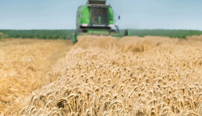 USDA підвищило прогноз урожаю пшениці в Україні до 26 млн тонн, але знизило прогноз експорту