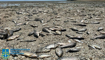 Такого мору риби не бачили ніколи: жахливі наслідки підриву ГЕС