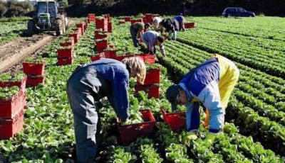 Італія взалась за нелегальних працівників: скасували понад 3000 дозволів